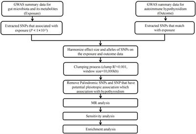 Investigating causal associations among gut microbiota, metabolites and autoimmune hypothyroidism: a univariable and multivariable Mendelian randomization study